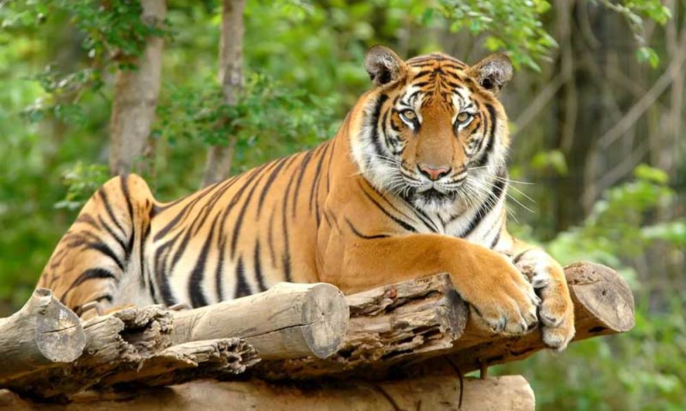 Bangladesh: Detuvieron a un cazador furtivo de tigres que llevaba 20 años prófugo.