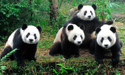 Nacieron osos panda mellizos en el zoológico de Japón.