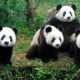 Nacieron osos panda mellizos en el zoológico de Japón.