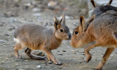 Depredación de fauna: se interceptó a 20 personas cazando ilegalmente.