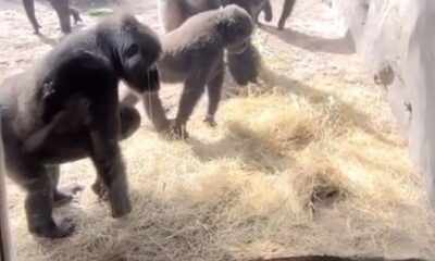 La divertida reacción de una familia de gorilas al descubrir una serpiente dentro su jaula cautiva a las redes.