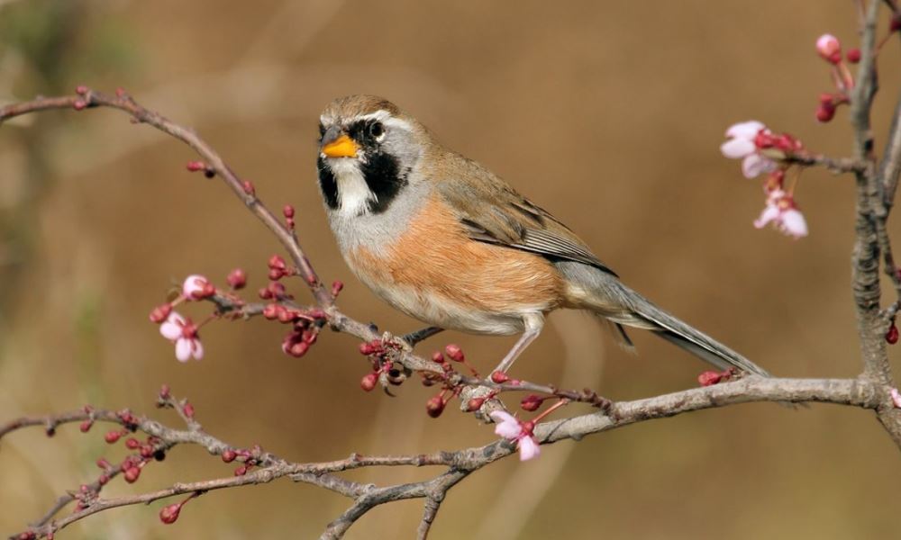 Se destruyeron jaulas para la caza de aves.