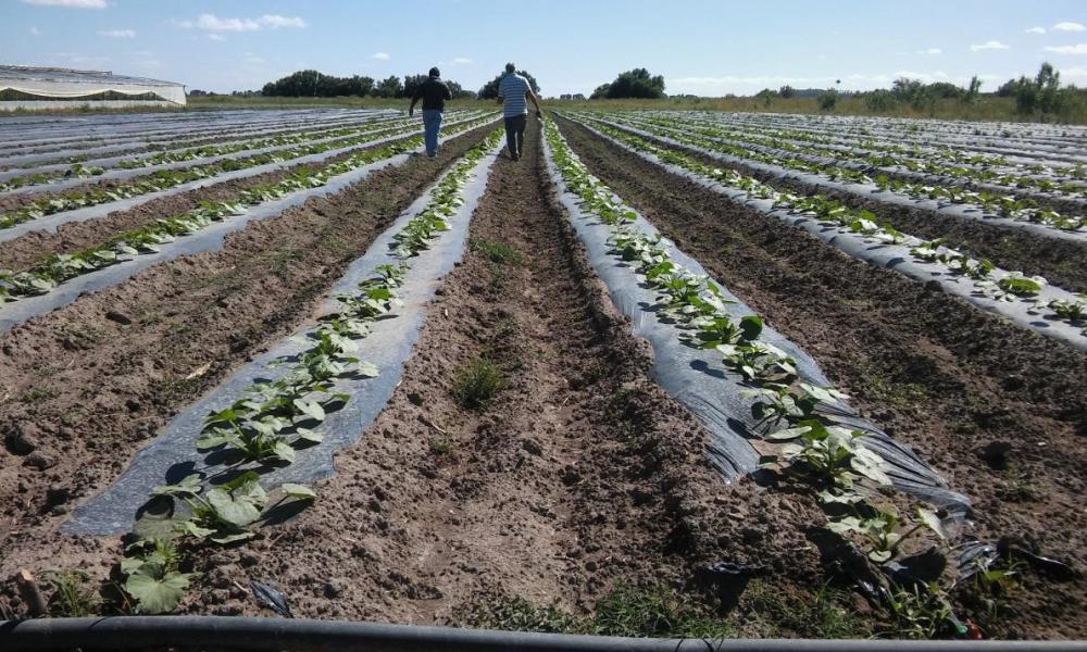 Desde el Ejecutivo brindarán préstamos a productores para sobrellevar la Crisis Hídrica.