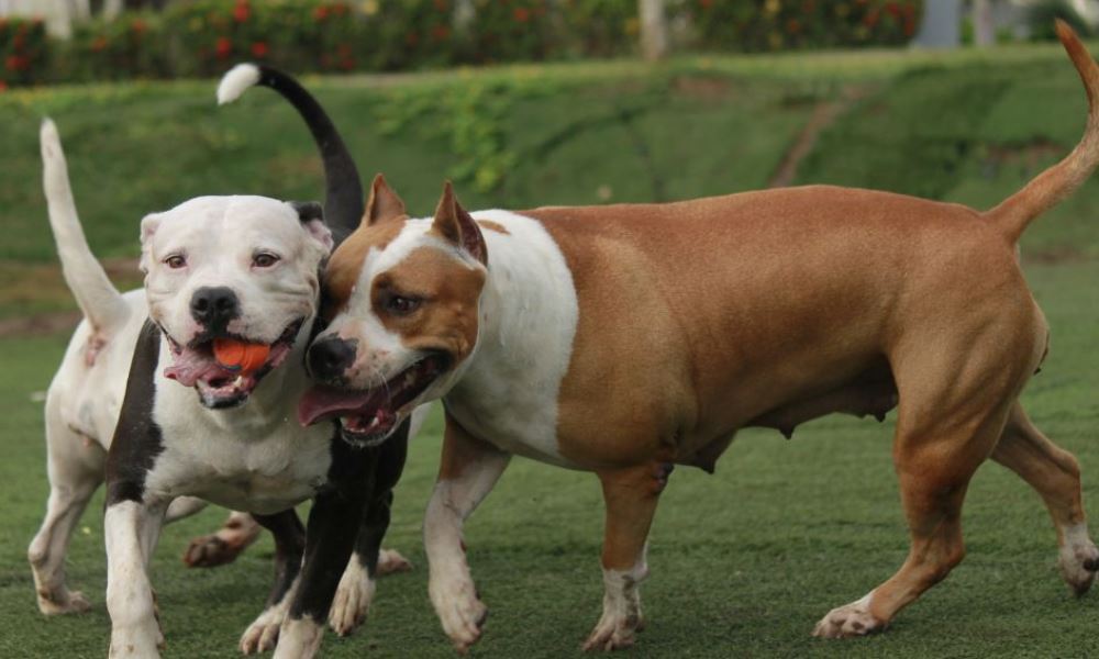 Acompañame: todavía hay tiempo para registrar a perros potencialmente peligrosos.