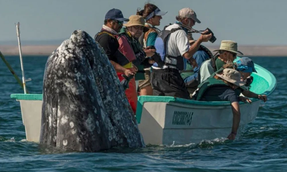 Una simpática foto de una ballena sorprendiendo a un grupo de turistas.