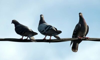 Birds Aren’t Real: La teoría de conspiración que dice que las aves son en realidad drones espías.