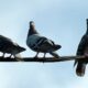 Birds Aren’t Real: La teoría de conspiración que dice que las aves son en realidad drones espías.