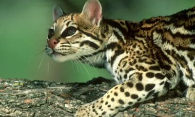 Identifican en Corrientes el primer resto fósil de un ocelote de Argentina.