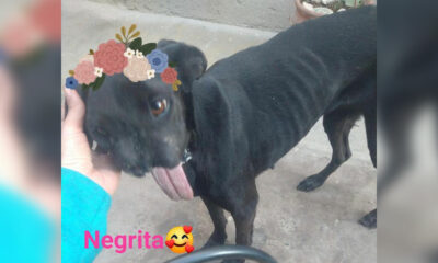 Negrita busca un hogar con mucho amor.