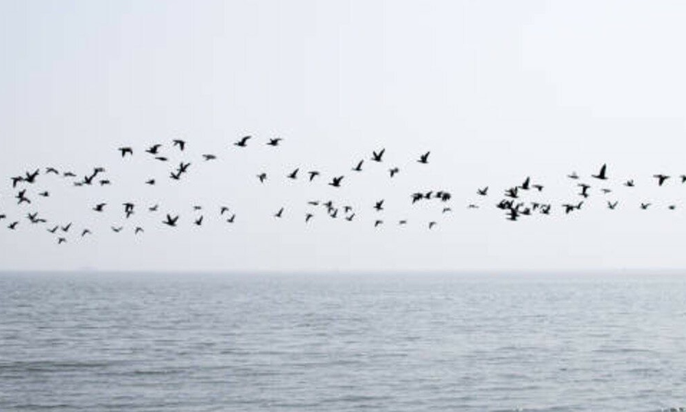 Científicos advierten sobre una extinción milenaria de aves causada por los humanos.