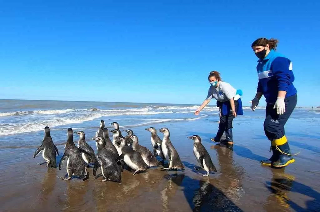 Liberaron a 14 pingüinos magallánicos rescatados en la costa bonaerense.