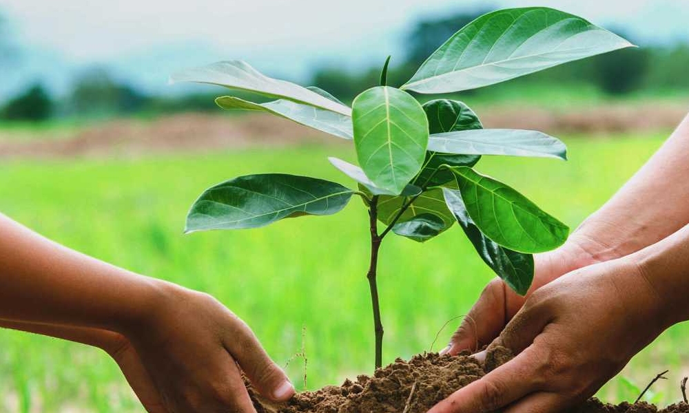 Ambiente trabajó en una jornada de forestación en Pedernal.