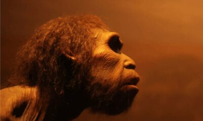 Nombran una nueva especie de humano primitivo que vivió hace 500.000 años.