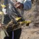 Día Nacional del Ave: el Faunistico liberó casi 100 aves.