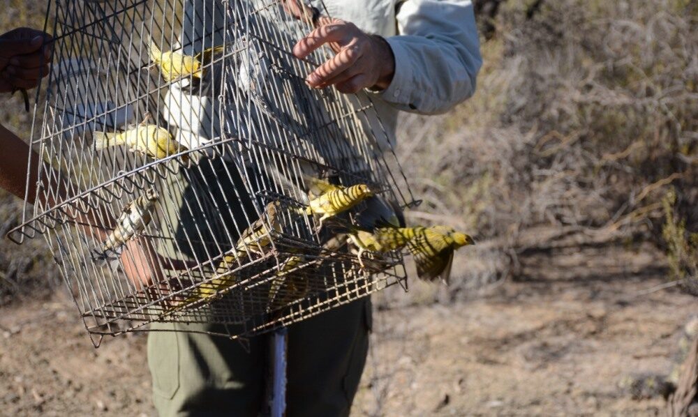 Día Nacional del Ave: el Faunistico liberó casi 100 aves.