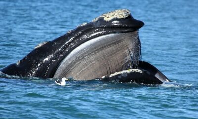 Estudio afirma que el calentamiento del océano afecta la supervivencia de la ballena franca austral.