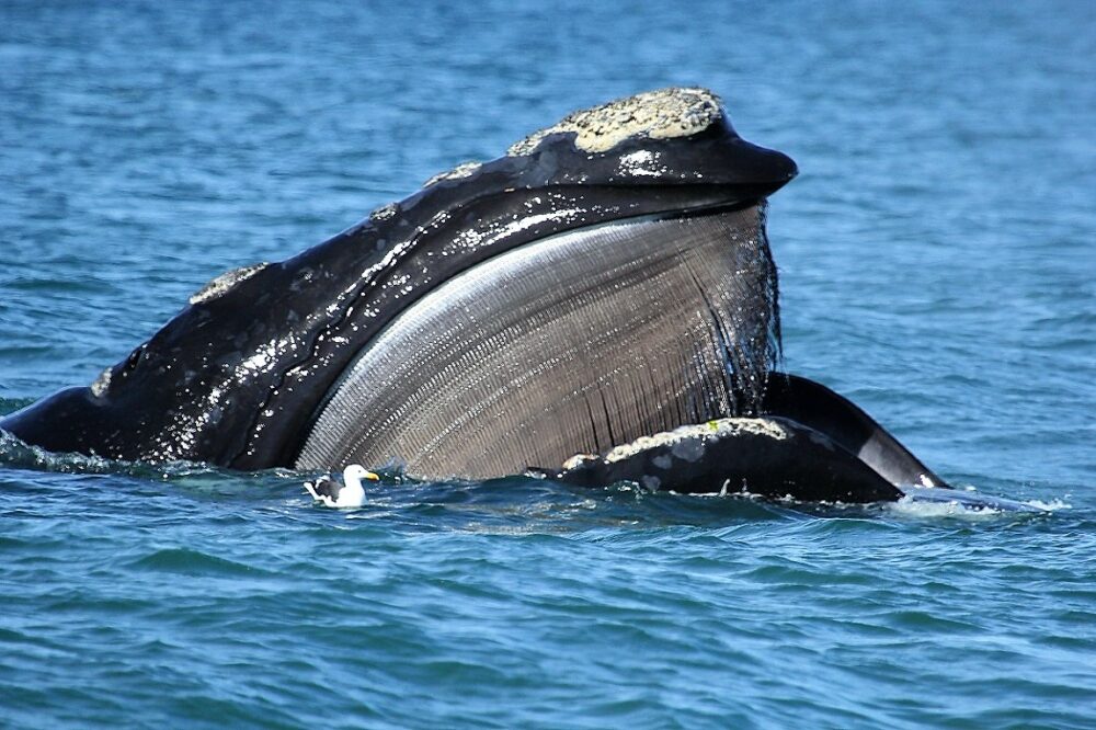 Estudio afirma que el calentamiento del océano afecta la supervivencia de la ballena franca austral.