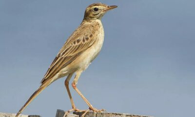 Descubre al pájaro que cambió la India por España.