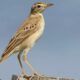 Descubre al pájaro que cambió la India por España.