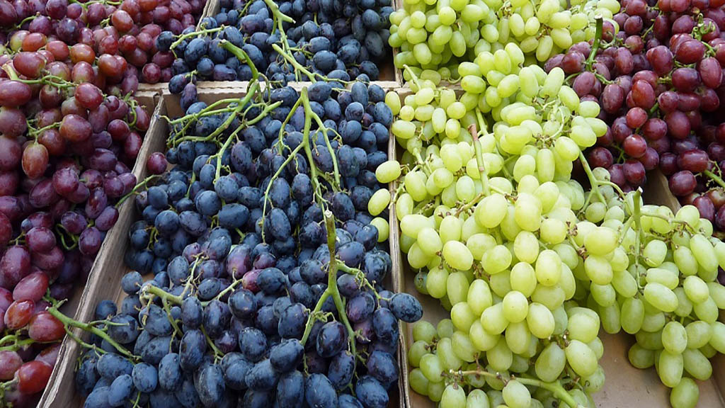 Una empresa productora de frutas que cotiza en la bolsa de New York piensa volver a San Juan.