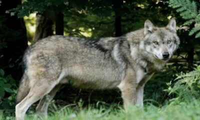 Tras la invasión de jabalíes de 2021, aumenta ahora la presencia de lobos en Roma.