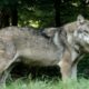 Tras la invasión de jabalíes de 2021, aumenta ahora la presencia de lobos en Roma.