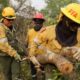 Brigadistas de Ambiente combaten incendios forestales en Corrientes y Río Negro.