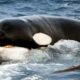 Registran en video a un grupo de orcas cazando una ballena azul.