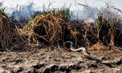 Animales autóctonos de Corrientes son trasladados de las zonas afectadas por el fuego.