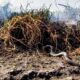 Animales autóctonos de Corrientes son trasladados de las zonas afectadas por el fuego.