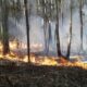 “Estamos viviendo los efectos de la crisis climática en primera persona» advierten desde la Fundación Rewilding Argentina.