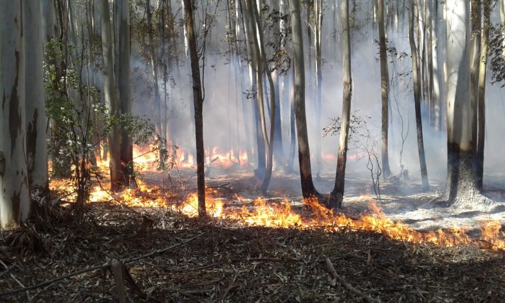 “Estamos viviendo los efectos de la crisis climática en primera persona» advierten desde la Fundación Rewilding Argentina.