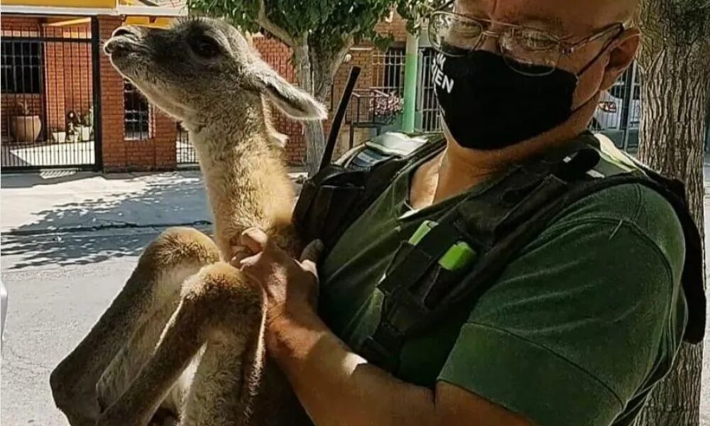 El guanaco bebé rescatado en Zonda fue trasladado al Parque Faunístico.