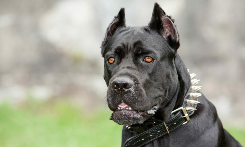 Desde el 28 de marzo comienza la colocación de chips a perros potencialmente peligrosos.￼