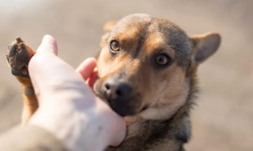 Mascotas: conocé estos consejos para cuidar a tu amigo/a de cuatro patas.