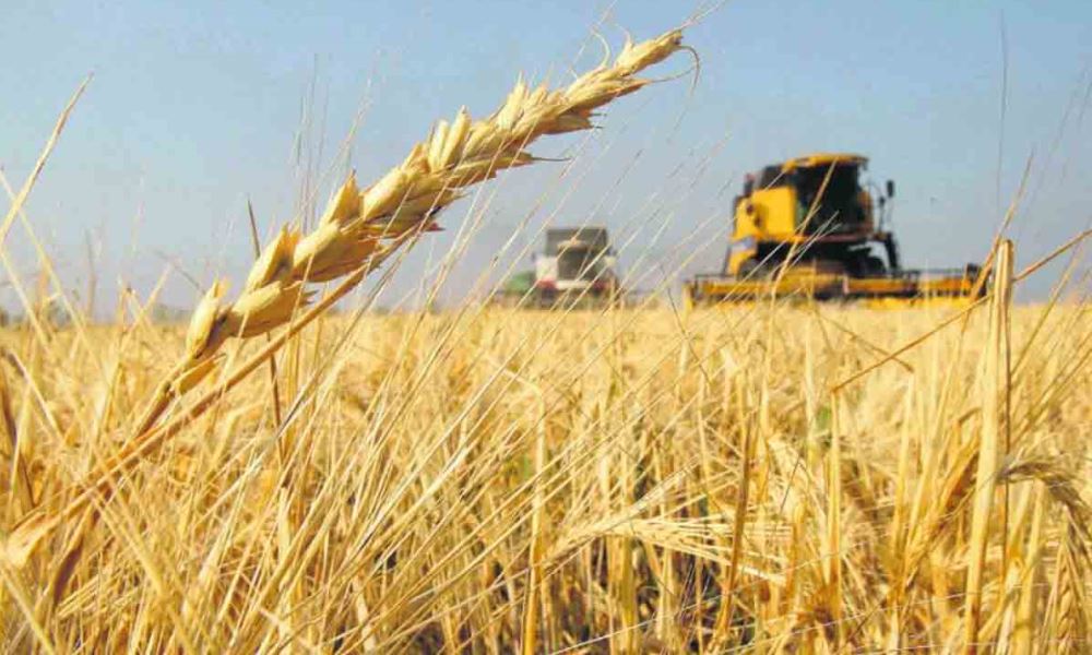 El Gobierno oficializó la creación del Fondo Estabilizador del Trigo Argentino.