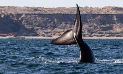 Chubut: Avistaron a las primeras ballenas de la temporada en cercanías de Península Valdés.