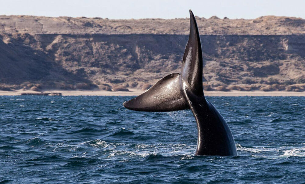 Chubut: Avistaron a las primeras ballenas de la temporada en cercanías de Península Valdés.