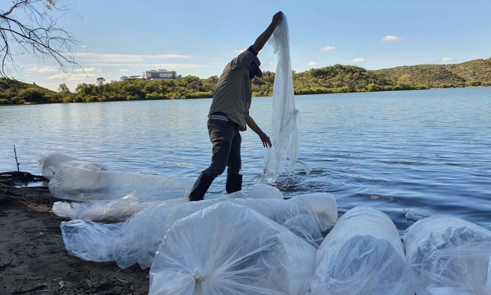 Valle Fértil: Ambiente sembró pejerrey en el dique San Agustín.