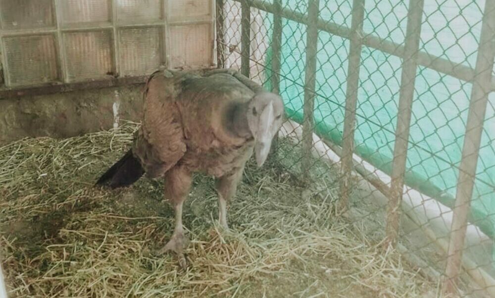 Un cóndor andino fue rescatado por Ambiente y se encuentra en recuperación.