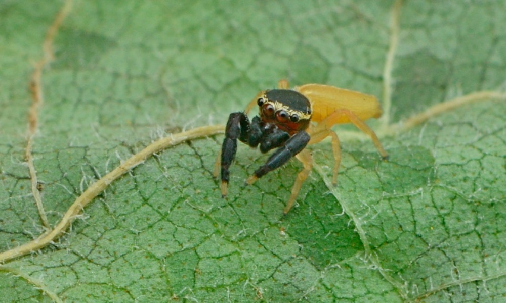 «Patoruzito», la especie de araña descubierta en Argentina nunca antes vista.