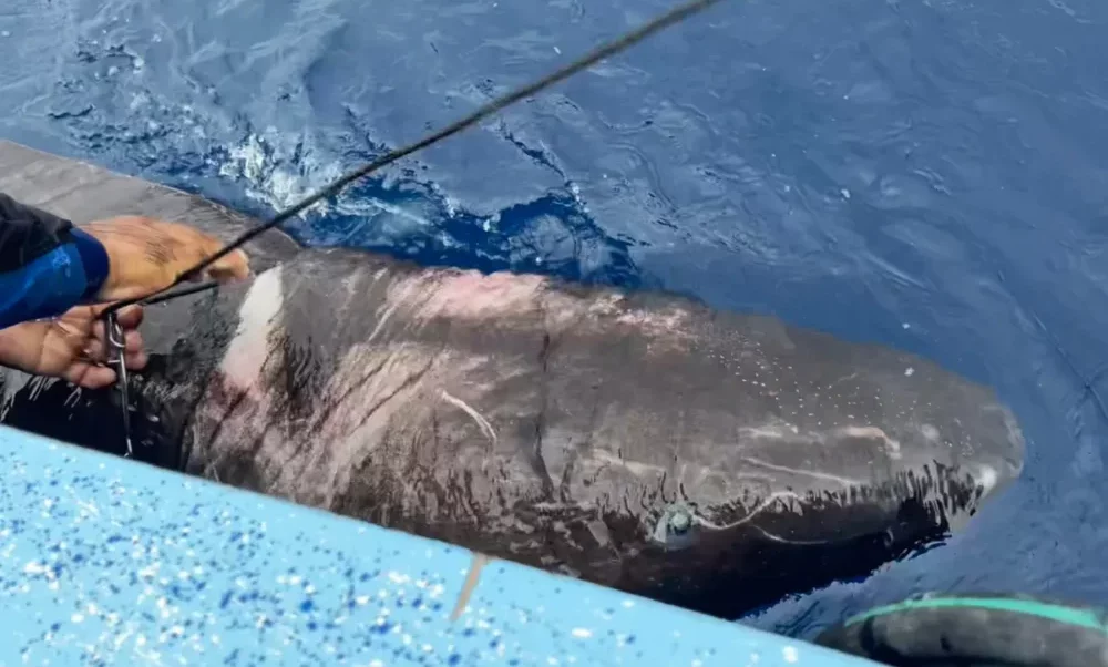 Un tiburón ciego de 400 años apareció en las aguas de Belice.