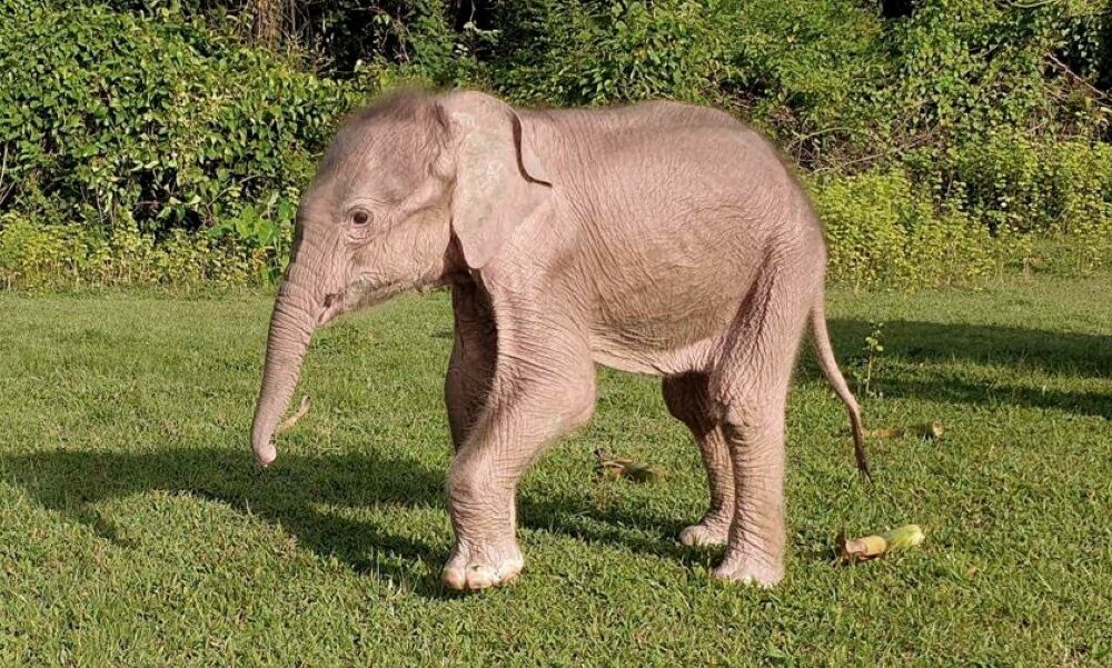 Nació en Myanmar un inusual elefante blanco.