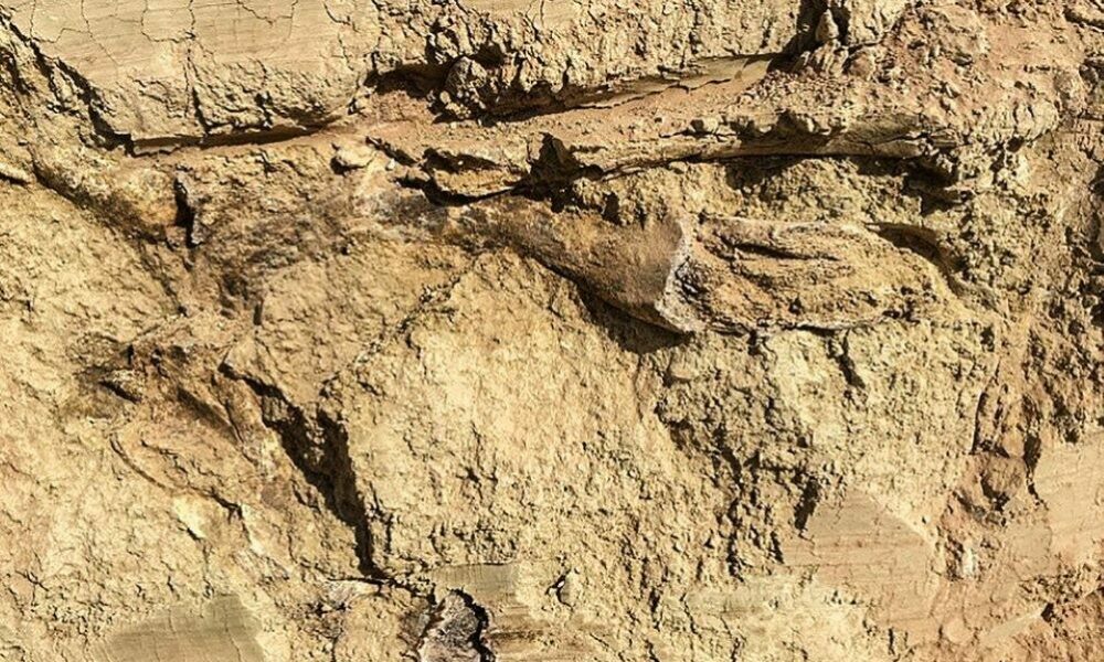 En Santa Fe encontraron restos fósiles de un gliptodonte de 10 mil años.  