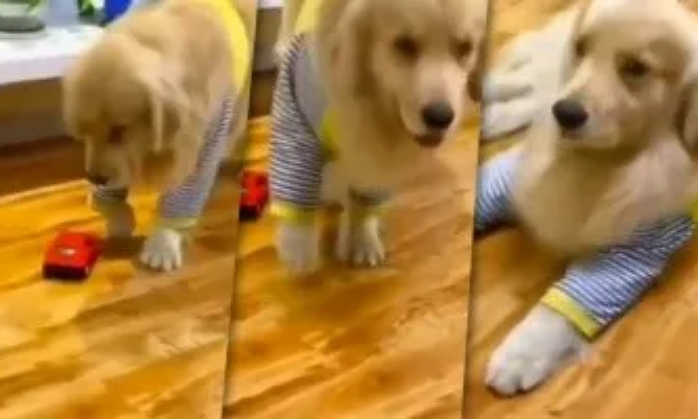 Adorable: dramática actuación de un perro se vuelve viral en TikTok.