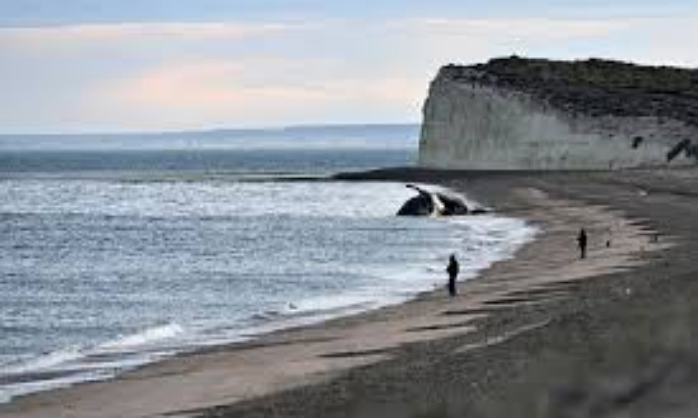 Península Valdés: «Retiraron 800 cajones plásticos» pesqueros de la playa.