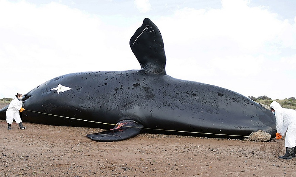 Murieron 30 ballenas en el Golfo Nuevo, Chubut.