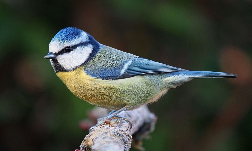 Ambiente abre convocatoria para creación de Registro de Aves del Parque Presidente Sarmiento.