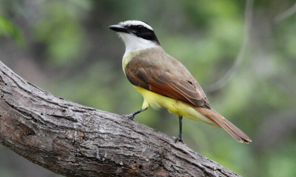 San Juan será parte del censo mundial de aves.