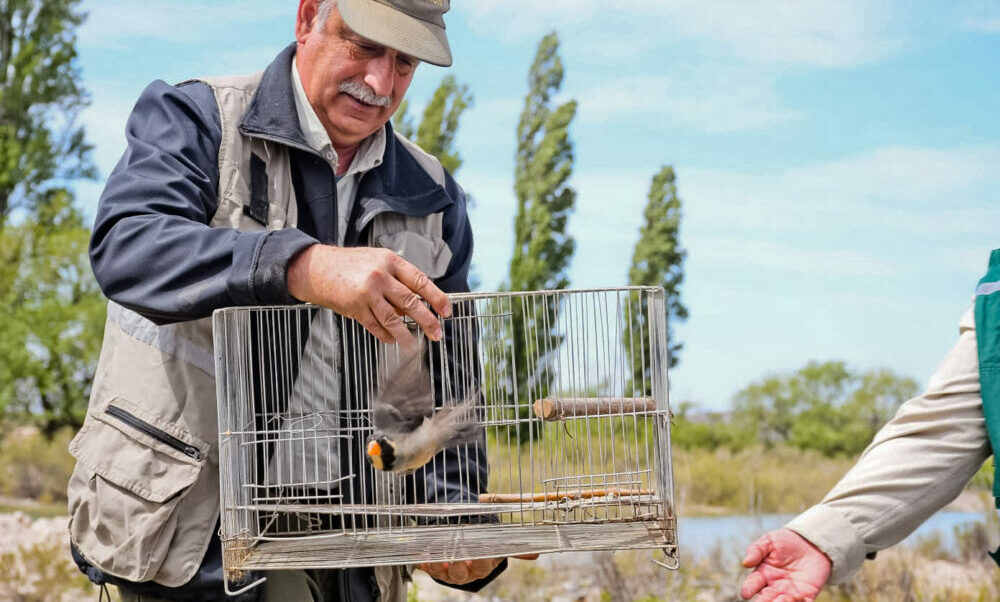 Operativo de conservación: Ambiente liberó 164 aves en Sarmiento.